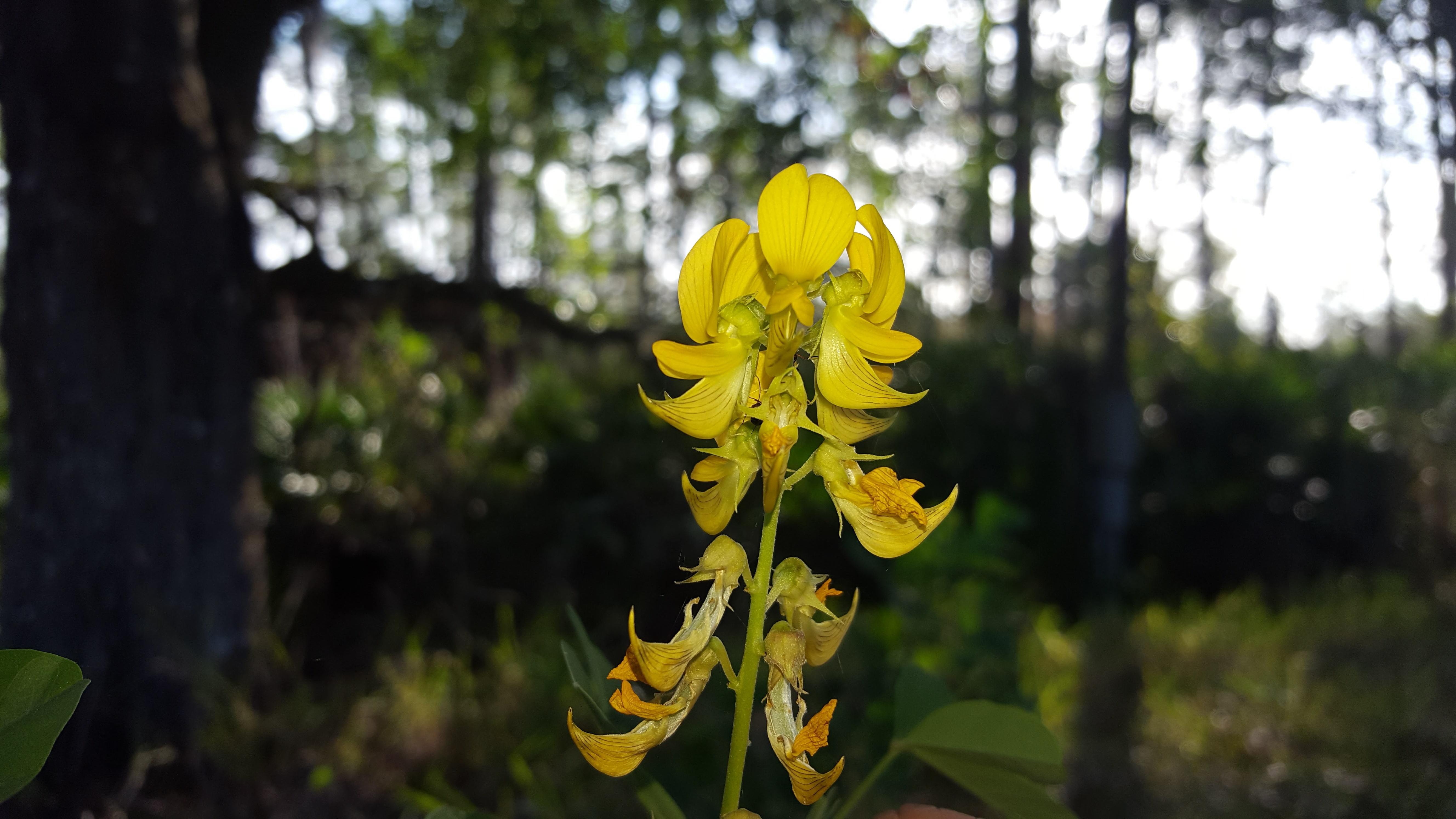 Crotalaria pallida var. obovata